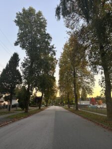 Large trees in a residential area taken close to sunset from the middle of the road.